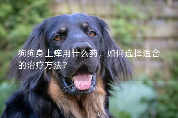 狗狗身上癢用什么藥，如何選擇適合的治療方法？