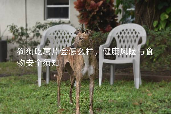 狗狗吃薯片會怎么樣，健康風險與食物安全須知