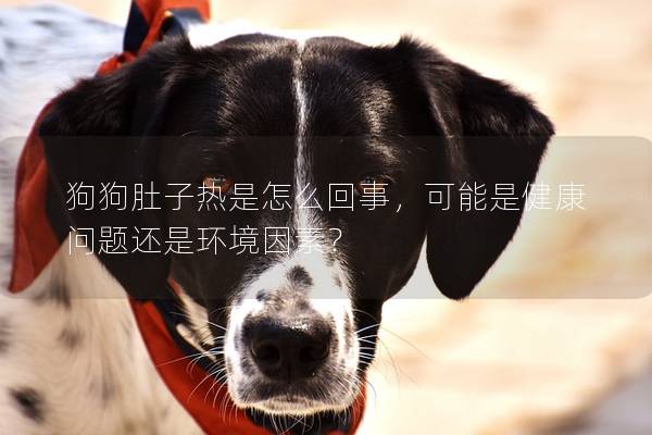 狗狗肚子熱是怎么回事，可能是健康問題還是環(huán)境因素？