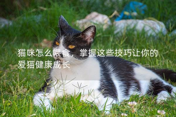 貓咪怎么喂食，掌握這些技巧讓你的愛貓健康成長