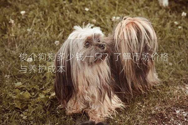 俊介狗狗多少錢一只?了解市場價格與養護成本 俊介狗狗多少錢一只?了解市場價格與養護成本