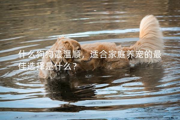 什么狗狗最溫順,適合家庭養(yǎng)寵的最佳選擇是什么? 什么狗狗最溫順,適合家庭養(yǎng)寵的最佳選擇是什么?