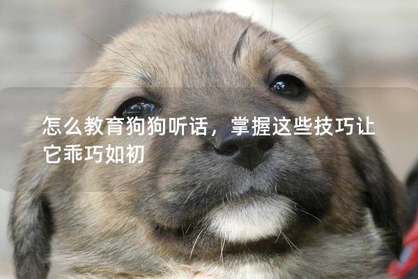 怎么教育狗狗聽話，掌握這些技巧讓它乖巧如初