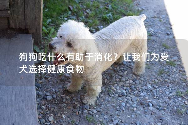 狗狗吃什么有助于消化？讓我們為愛犬選擇健康食物