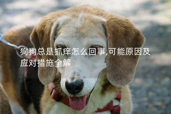 狗狗總是抓癢怎么回事,可能原因及應(yīng)對(duì)措施全解