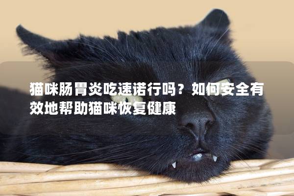 貓咪腸胃炎吃速諾行嗎？如何安全有效地幫助貓咪恢復健康