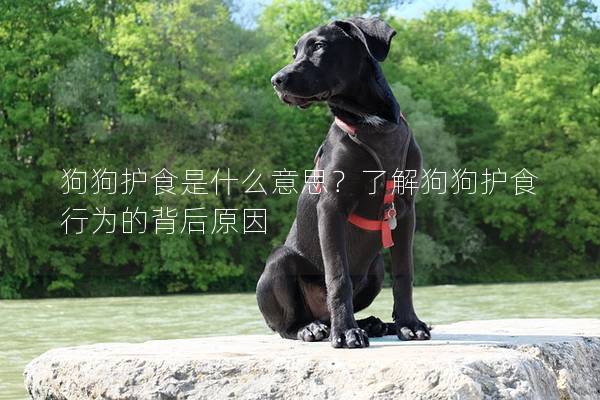 狗狗護食是什么意思?了解狗狗護食行為的背后原因 狗狗護食是什么意思?了解狗狗護食行為的背后原因