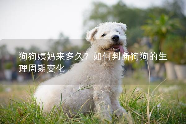 狗狗姨媽來多久？如何判斷狗狗的生理周期變化