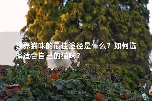 領養(yǎng)貓咪的最佳途徑是什么？如何選擇適合自己的貓咪？