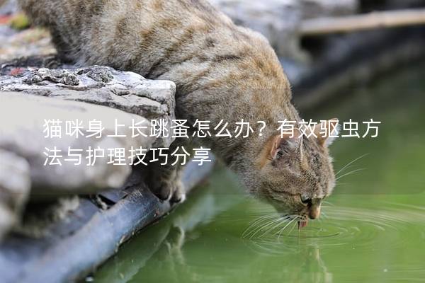 貓咪身上長跳蚤怎么辦？有效驅蟲方法與護理技巧分享