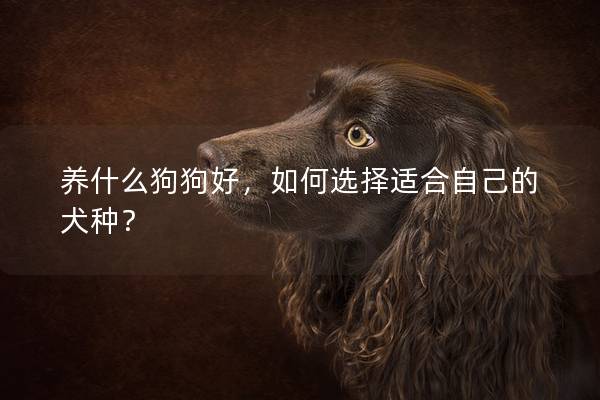 養(yǎng)什么狗狗好，如何選擇適合自己的犬種？