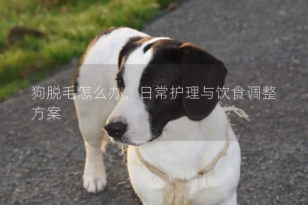 狗脫毛怎么辦，日常護(hù)理與飲食調(diào)整方案