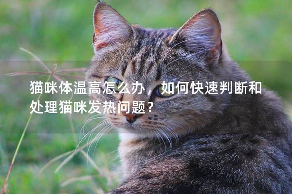 貓咪體溫高怎么辦，如何快速判斷和處理貓咪發(fā)熱問題？