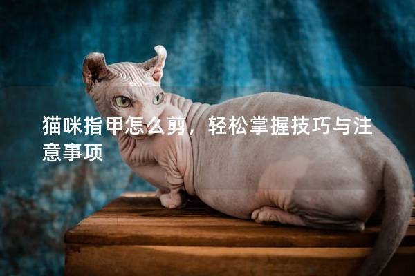 貓咪指甲怎么剪，輕松掌握技巧與注意事項