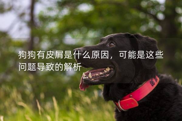 狗狗有皮屑是什么原因，可能是這些問(wèn)題導(dǎo)致的解析