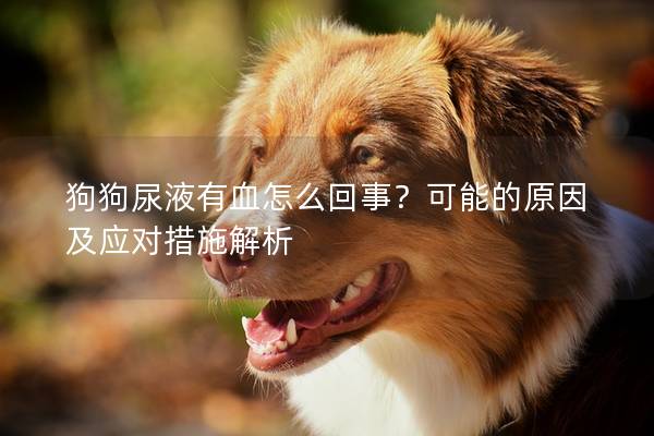 狗狗尿液有血怎么回事？可能的原因及應對措施解析