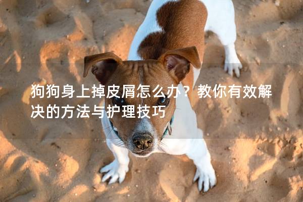 狗狗身上掉皮屑怎么辦？教你有效解決的方法與護(hù)理技巧