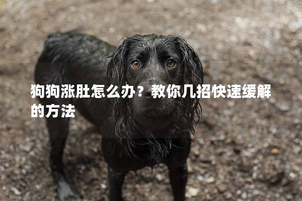狗狗漲肚怎么辦？教你幾招快速緩解的方法