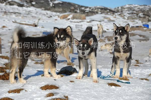 如何訓練小狗狗聽話，掌握這些技巧讓它乖巧可愛