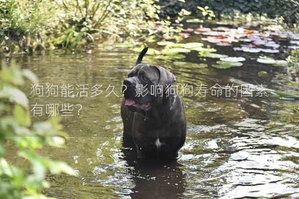 狗狗能活多久?影響狗狗壽命的因素有哪些? 狗狗能活多久?影響狗狗壽命的因素有哪些?