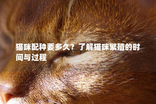 貓咪配種要多久？了解貓咪繁殖的時間與過程