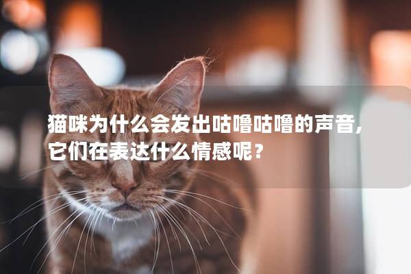 貓咪為什么會(huì)發(fā)出咕嚕咕嚕的聲音,它們?cè)诒磉_(dá)什么情感呢？