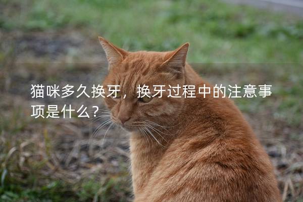貓咪多久換牙，換牙過程中的注意事項是什么？