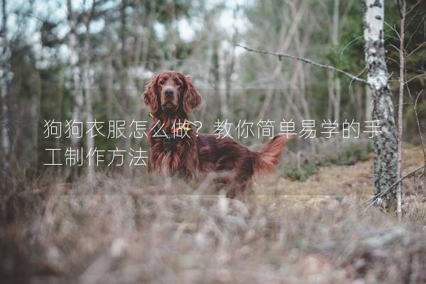狗狗衣服怎么做?教你簡單易學的手工制作方法 狗狗衣服怎么做?教你簡單易學的手工制作方法