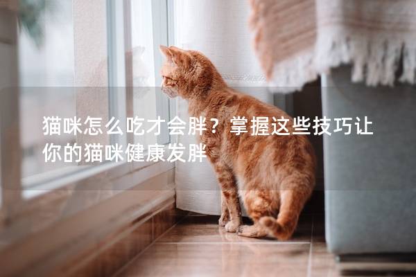 貓咪怎么吃才會胖？掌握這些技巧讓你的貓咪健康發(fā)胖