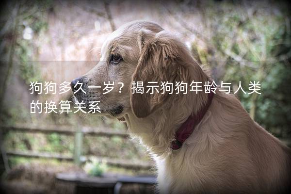 狗狗多久一歲?揭示狗狗年齡與人類的換算關系 狗狗多久一歲?揭示狗狗年齡與人類的換算關系