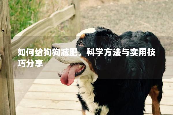如何給狗狗減肥，科學方法與實用技巧分享