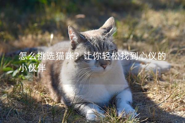 怎么挑選貓咪？讓你輕松找到心儀的小伙伴