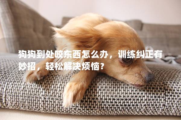 狗狗到處咬東西怎么辦，訓練糾正有妙招，輕松解決煩惱？