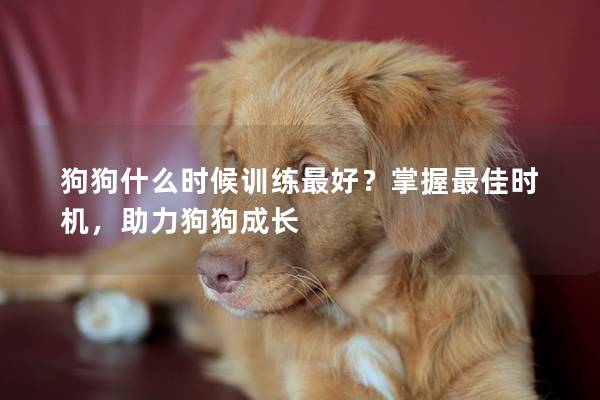狗狗什么時候訓練最好？掌握最佳時機，助力狗狗成長