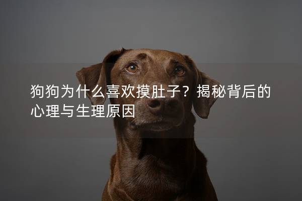 狗狗為什么喜歡摸肚子？揭秘背后的心理與生理原因