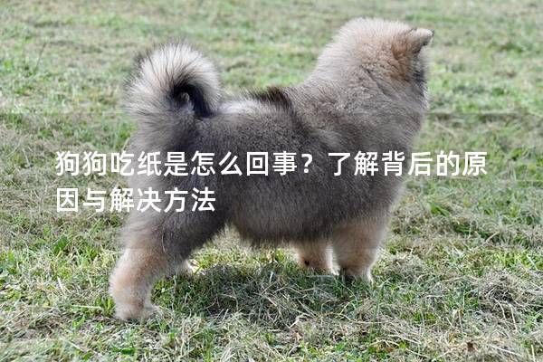 狗狗吃紙是怎么回事？了解背后的原因與解決方法