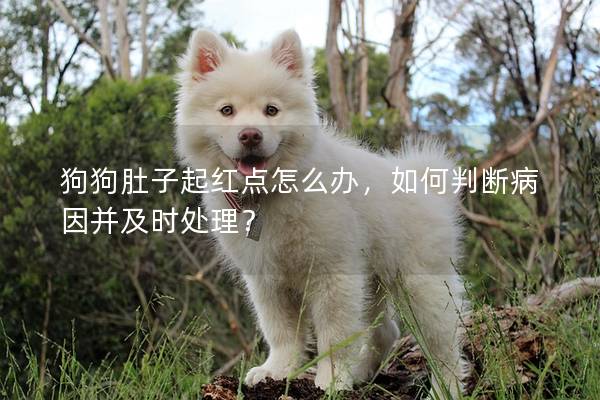 狗狗肚子起紅點(diǎn)怎么辦，如何判斷病因并及時(shí)處理？