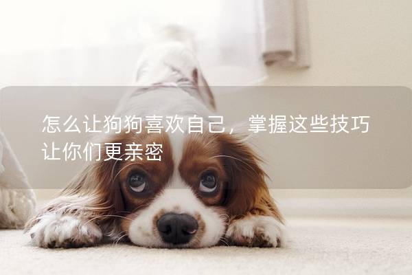怎么讓狗狗喜歡自己，掌握這些技巧讓你們更親密