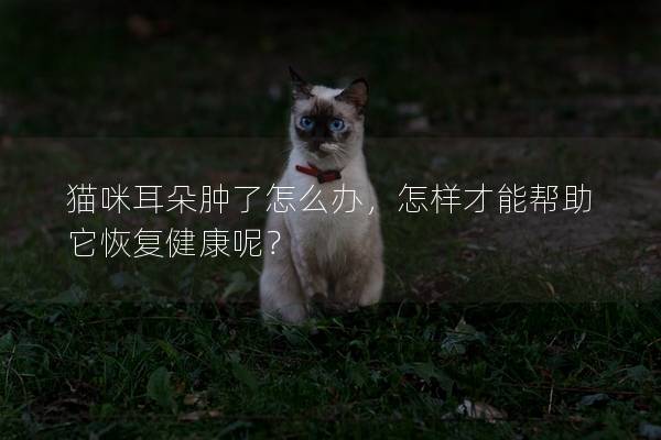貓咪耳朵腫了怎么辦，怎樣才能幫助它恢復(fù)健康呢？