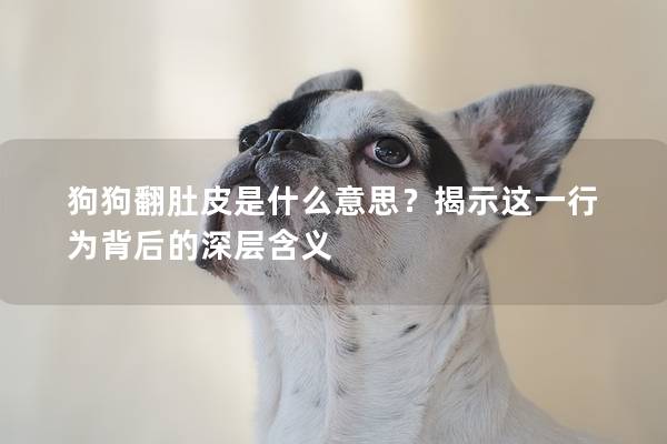 狗狗翻肚皮是什么意思？揭示這一行為背后的深層含義