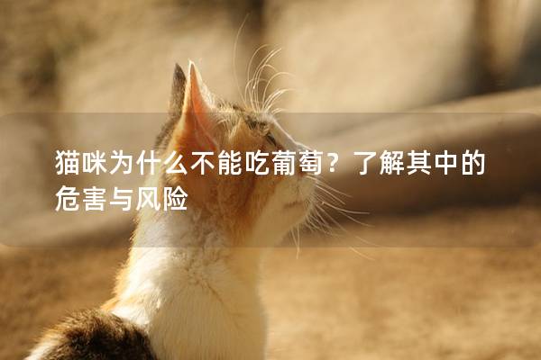 貓咪為什么不能吃葡萄？了解其中的危害與風(fēng)險