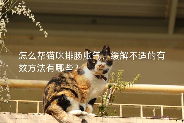 怎么幫貓咪排腸脹氣，緩解不適的有效方法有哪些？