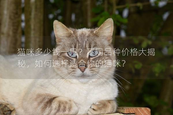 貓咪多少錢一只？不同品種價格大揭秘，如何選擇適合你的貓咪？