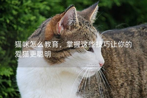 貓咪怎么教育，掌握這些技巧讓你的愛貓更聰明