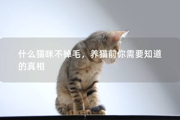什么貓咪不掉毛，養(yǎng)貓前你需要知道的真相