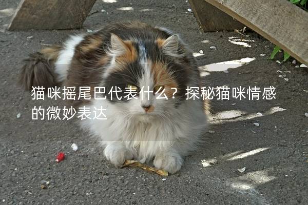 貓咪搖尾巴代表什么？探秘貓咪情感的微妙表達