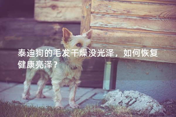 泰迪狗的毛發干燥沒光澤，如何恢復健康亮澤？