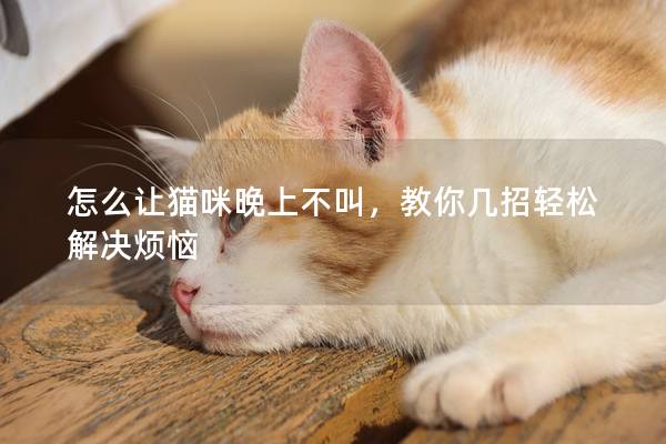 怎么讓貓咪晚上不叫，教你幾招輕松解決煩惱