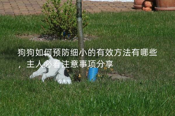 狗狗如何預(yù)防細(xì)小的有效方法有哪些，主人必看注意事項(xiàng)分享