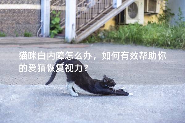 貓咪白內障怎么辦，如何有效幫助你的愛貓恢復視力？